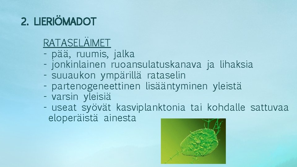 2. LIERIÖMADOT RATASELÄIMET - pää, ruumis, jalka - jonkinlainen ruoansulatuskanava ja lihaksia - suuaukon