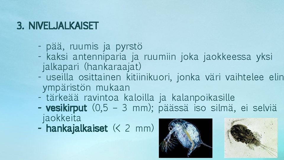 3. NIVELJALKAISET - pää, ruumis ja pyrstö - kaksi antenniparia ja ruumiin joka jaokkeessa