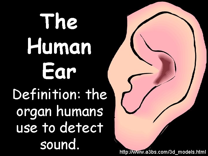 The Human Ear Definition: the organ humans use to detect sound. http: //www. a