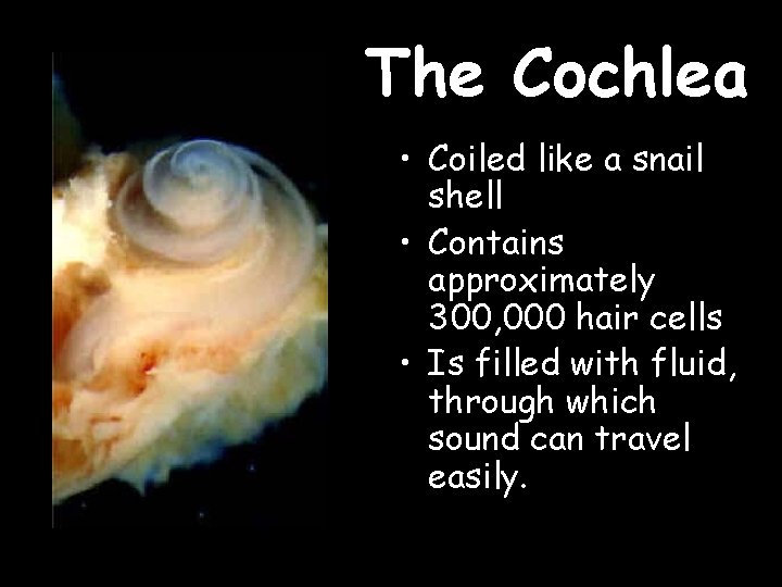 The Cochlea • Coiled like a snail shell • Contains approximately 300, 000 hair