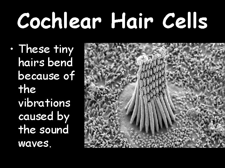 Cochlear Hair Cells • These tiny hairs bend because of the vibrations caused by