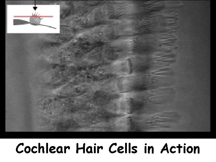 Cochlear Hair Cells in Action 