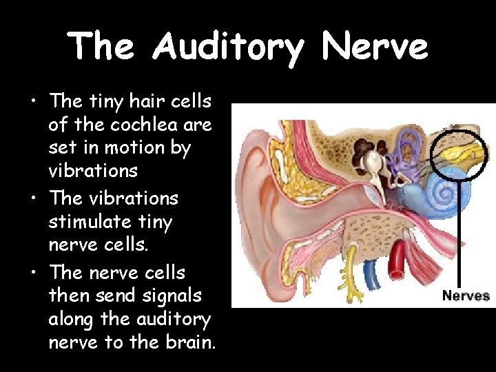 The Auditory Nerve • The tiny hair cells of the cochlea are set in