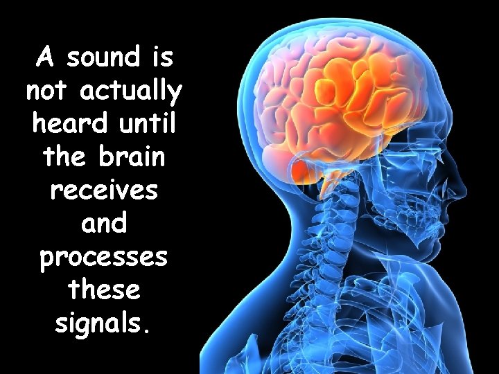 A sound is not actually heard until the brain receives and processes these signals.