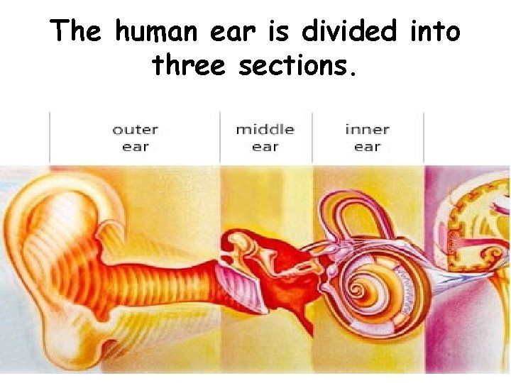 The human ear is divided into three sections. 