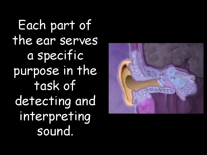 Each part of the ear serves a specific purpose in the task of detecting
