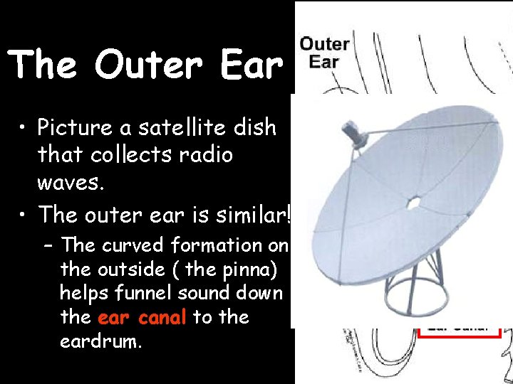 The Outer Ear • Picture a satellite dish that collects radio waves. • The