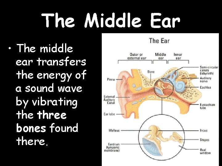 The Middle Ear • The middle ear transfers the energy of a sound wave