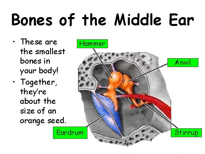 Bones of the Middle Ear • These are the smallest bones in your body!