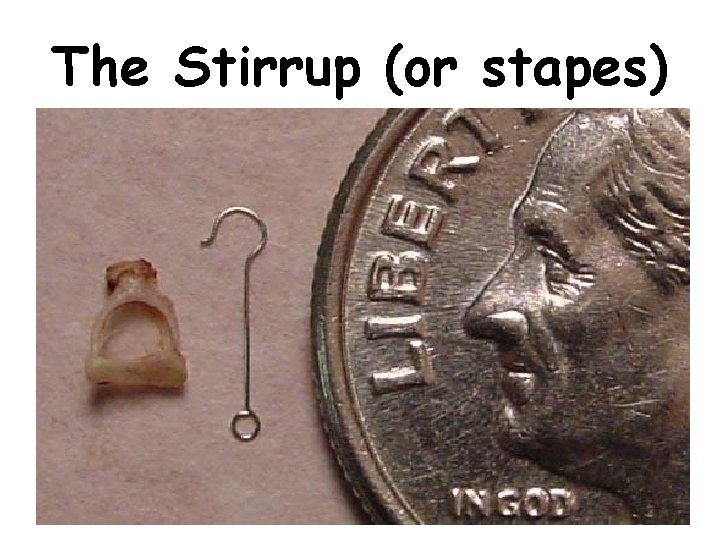 The Stirrup (or stapes) 