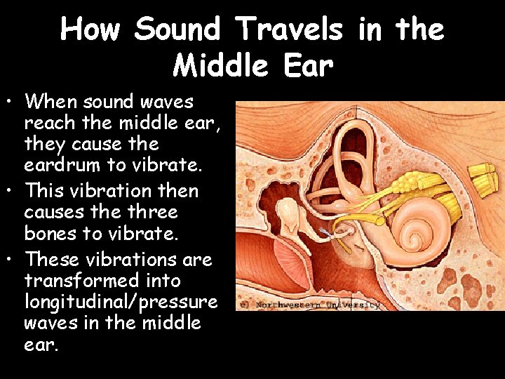 How Sound Travels in the Middle Ear • When sound waves reach the middle