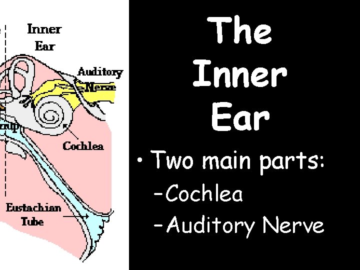 The Inner Ear • Two main parts: – Cochlea – Auditory Nerve 