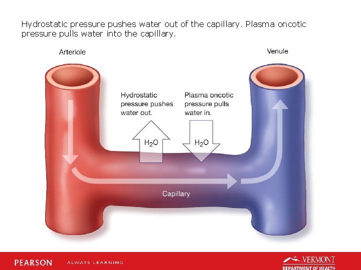 Hydrostatic pressure pushes water out of the capillary. Plasma oncotic pressure pulls water into