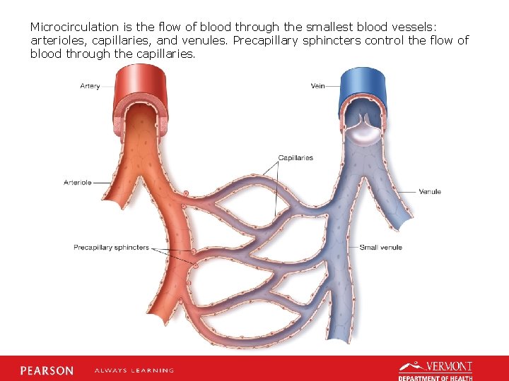 Microcirculation is the flow of blood through the smallest blood vessels: arterioles, capillaries, and