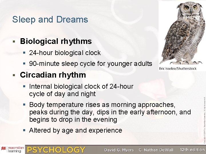Sleep and Dreams § Biological rhythms § 24 -hour biological clock § 90 -minute