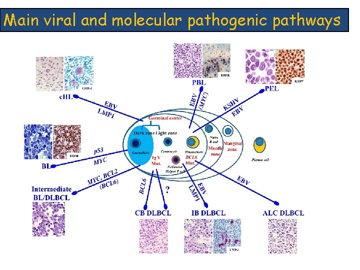 Main viral and molecular pathogenic pathways 