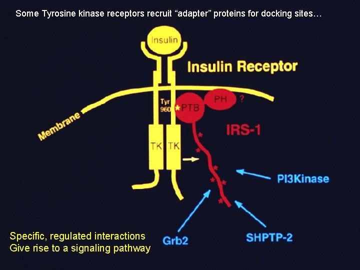Some Tyrosine kinase receptors recruit “adapter” proteins for docking sites… Specific, regulated interactions Give