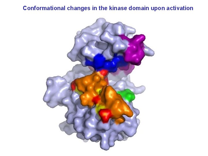 Conformational changes in the kinase domain upon activation 