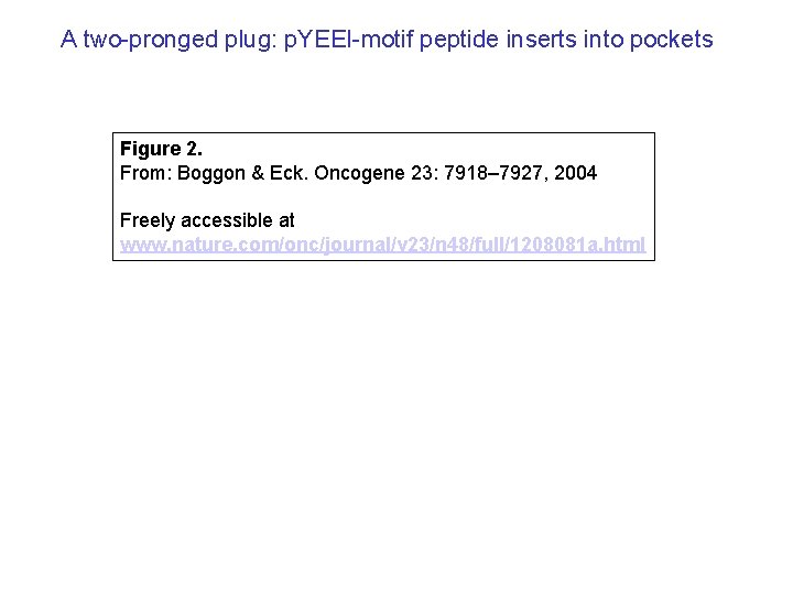 A two-pronged plug: p. YEEI-motif peptide inserts into pockets Figure 2. From: Boggon &