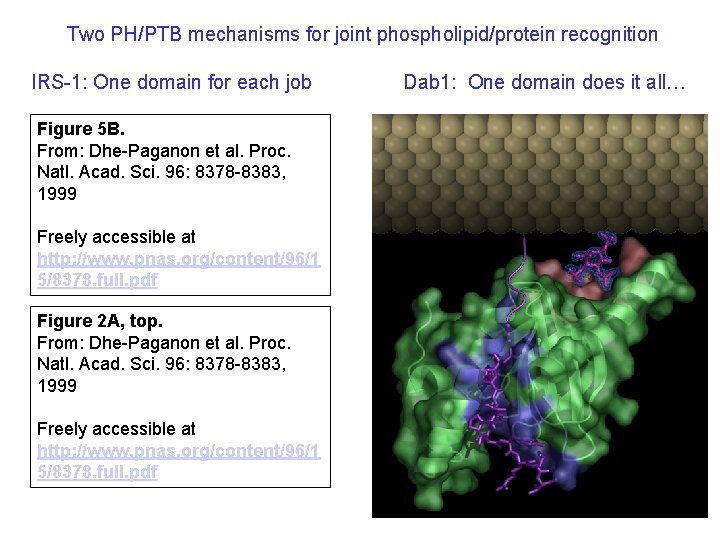 Two PH/PTB mechanisms for joint phospholipid/protein recognition IRS-1: One domain for each job Figure