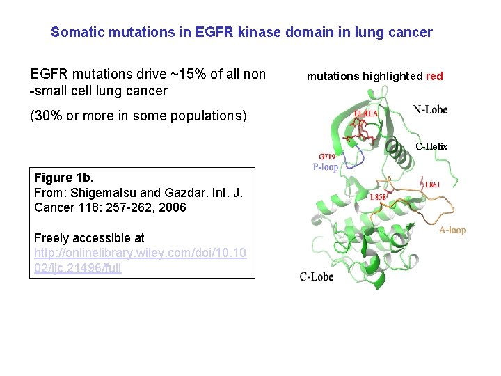 Somatic mutations in EGFR kinase domain in lung cancer EGFR mutations drive ~15% of