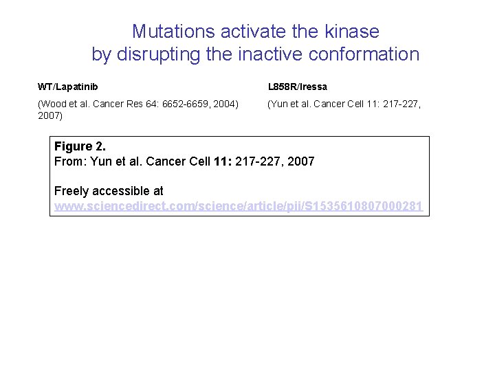 Mutations activate the kinase by disrupting the inactive conformation WT/Lapatinib L 858 R/Iressa (Wood
