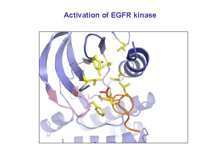 Activation of EGFR kinase 
