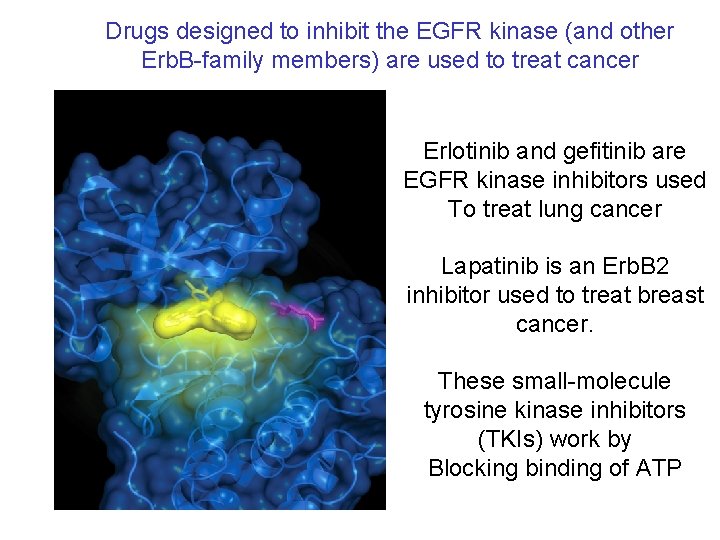 Drugs designed to inhibit the EGFR kinase (and other Erb. B-family members) are used