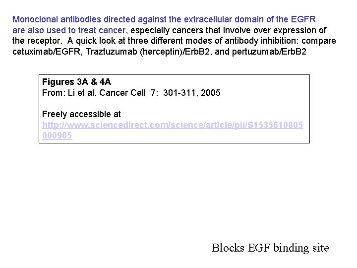 Monoclonal antibodies directed against the extracellular domain of the EGFR are also used to