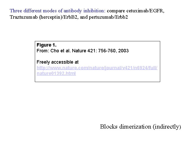 Three different modes of antibody inhibition: compare cetuximab/EGFR, Traztuzumab (herceptin)/Erb. B 2, and pertuzumab/Erbb