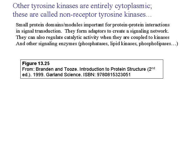 Other tyrosine kinases are entirely cytoplasmic; these are called non-receptor tyrosine kinases… Small protein