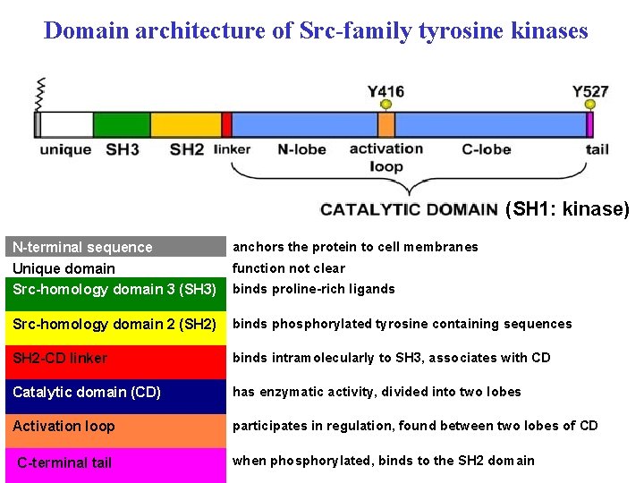 Domain architecture of Src-family tyrosine kinases REGION FUNCTION (SH 1: kinase) N-terminal sequence Unique