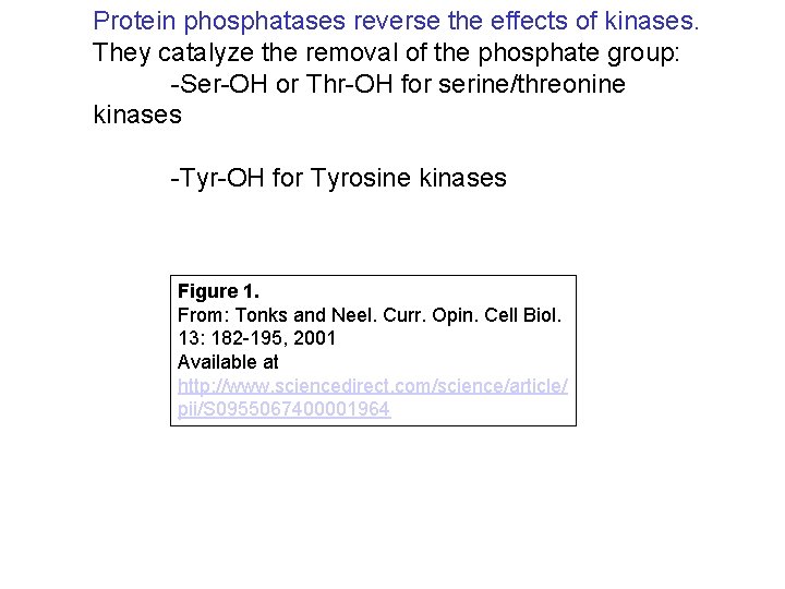 Protein phosphatases reverse the effects of kinases. They catalyze the removal of the phosphate