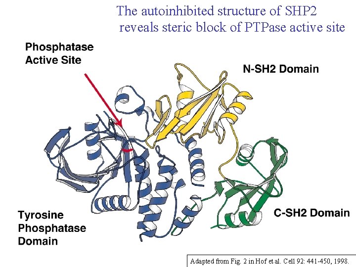 The autoinhibited structure of SHP 2 reveals steric block of PTPase active site Adapted