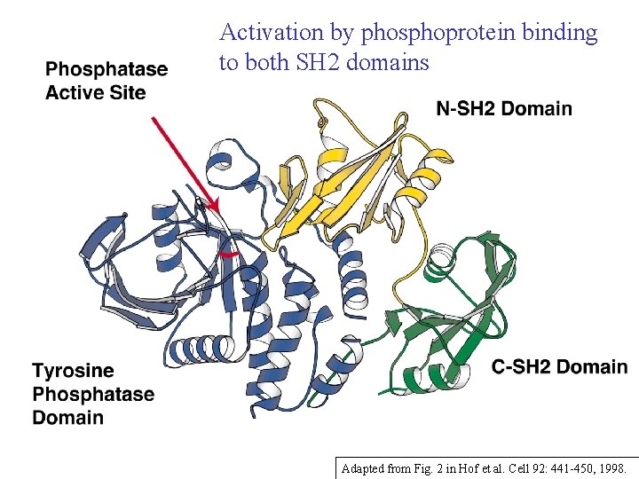 Activation by phosphoprotein binding to both SH 2 domains Adapted from Fig. 2 in