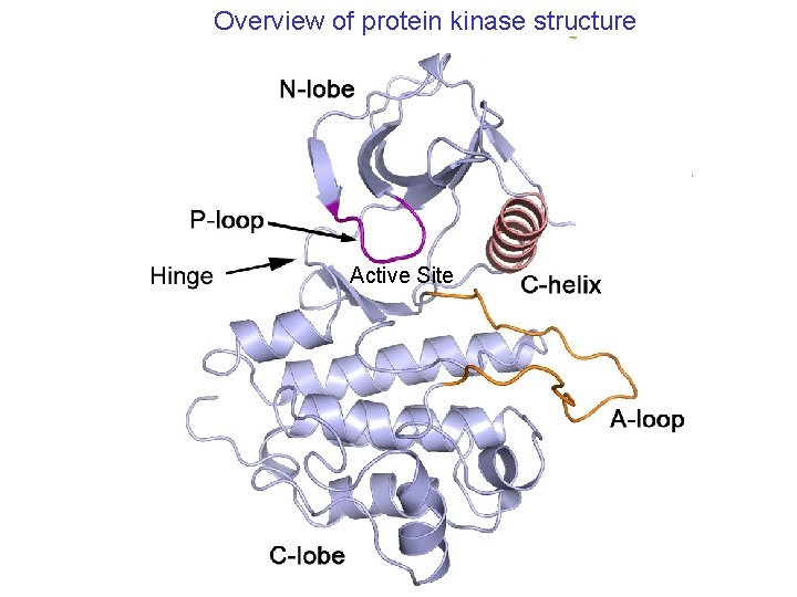 Overview of protein kinase structure Active Site 