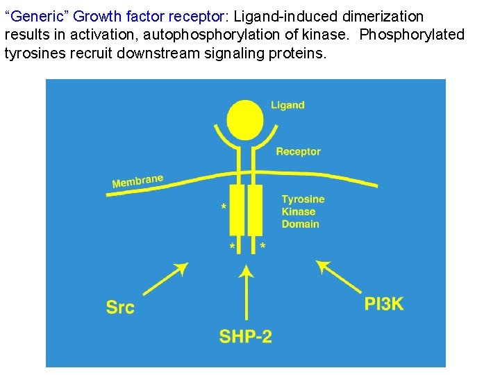 “Generic” Growth factor receptor: Ligand-induced dimerization results in activation, autophosphorylation of kinase. Phosphorylated tyrosines
