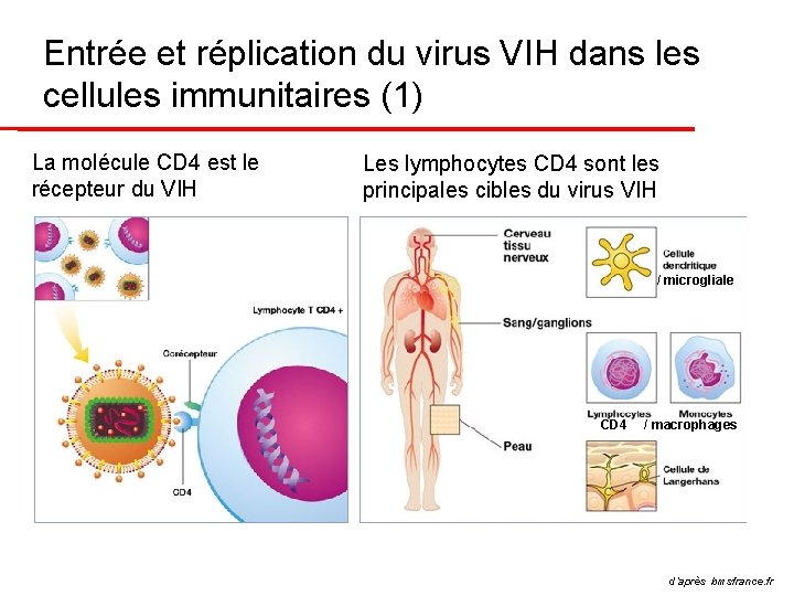 Entrée et réplication du virus VIH dans les cellules immunitaires (1) La molécule CD