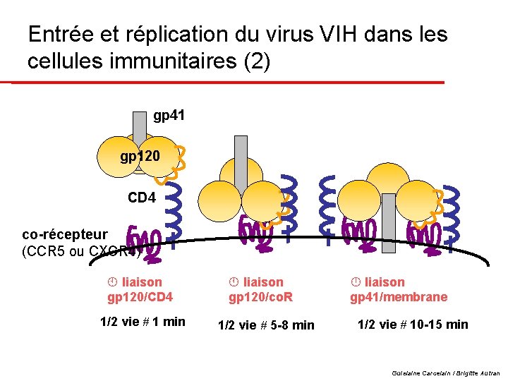 Entrée et réplication du virus VIH dans les cellules immunitaires (2) gp 41 gp