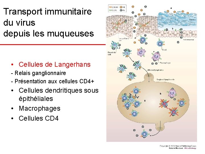 Transport immunitaire du virus depuis les muqueuses • Cellules de Langerhans - Relais ganglionnaire