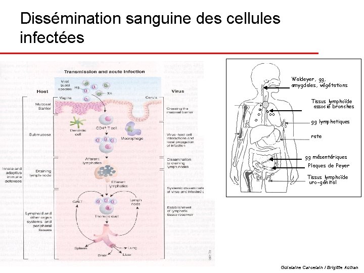 Dissémination sanguine des cellules infectées Waldeyer, gg, amygdales, végétations Tissus lymphoïde associé bronches gg