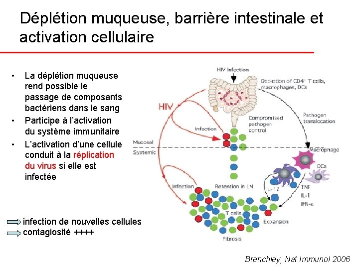 Déplétion muqueuse, barrière intestinale et activation cellulaire • • • La déplétion muqueuse rend