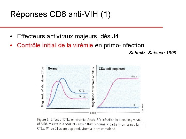 Réponses CD 8 anti-VIH (1) • Effecteurs antiviraux majeurs, dès J 4 • Contrôle