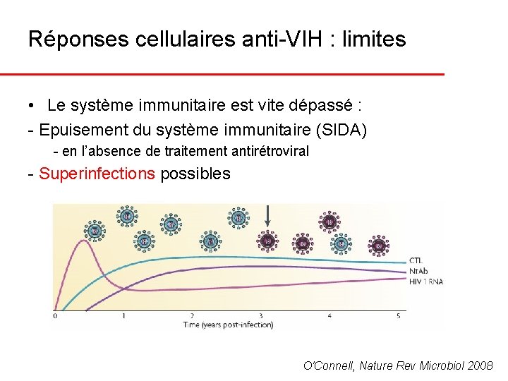 Réponses cellulaires anti-VIH : limites • Le système immunitaire est vite dépassé : -