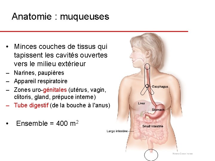 Anatomie : muqueuses • Minces couches de tissus qui tapissent les cavités ouvertes vers
