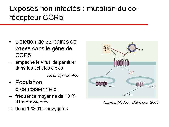 Exposés non infectés : mutation du corécepteur CCR 5 • Délétion de 32 paires