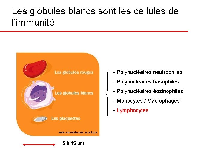 Les globules blancs sont les cellules de l’immunité - Polynucléaires neutrophiles - Polynucléaires basophiles