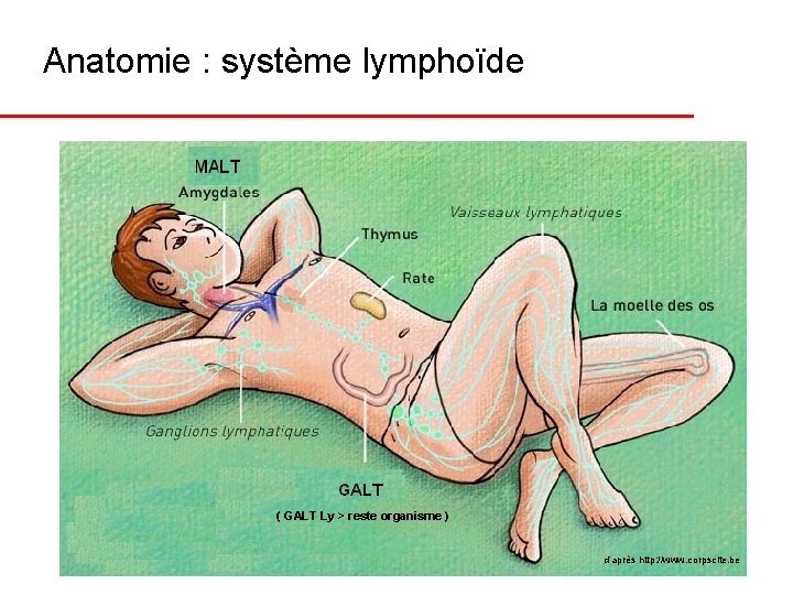 Anatomie : système lymphoïde ( GALT Ly > reste organisme ) d’après http: //www.