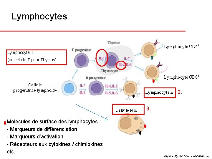 Lymphocytes Lymphocyte T (ou cellule T pour Thymus) 2. 3. Molécules de surface des