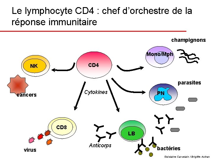 Le lymphocyte CD 4 : chef d’orchestre de la réponse immunitaire champignons Mono/Mph CD